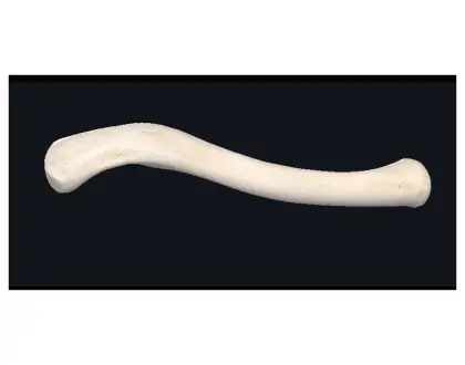 Clavícula - 2