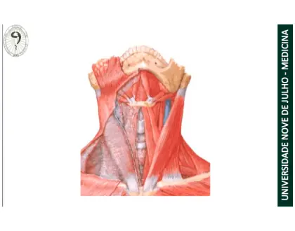 Glândula tireóide e trígono cervical muscular
