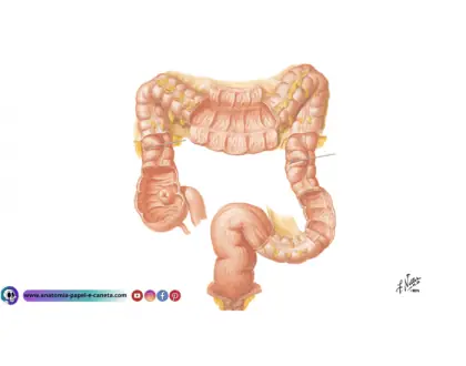 Intestino Grosso - 1