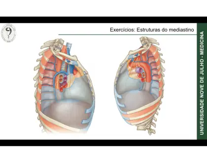 Mediastino - 1