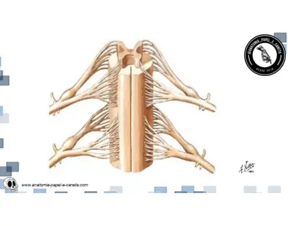 Medula espinal - 1