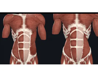 Mm. da parede abdominal - 1