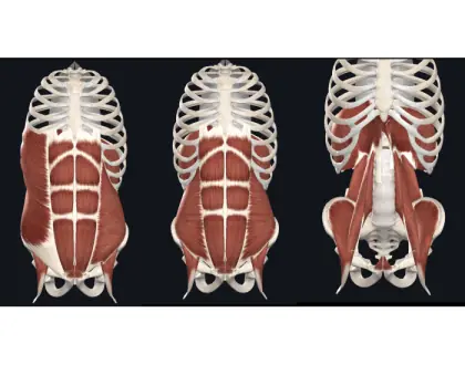 Mm. da parede abdominal - 2