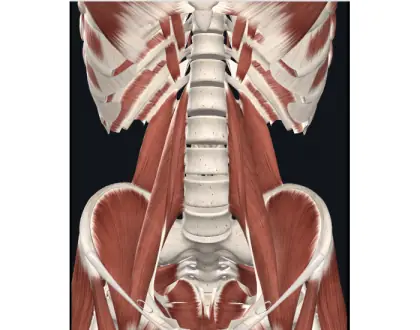 Mm. da parede abdominal - 3