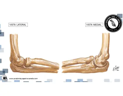 Rádio e ulna - 2