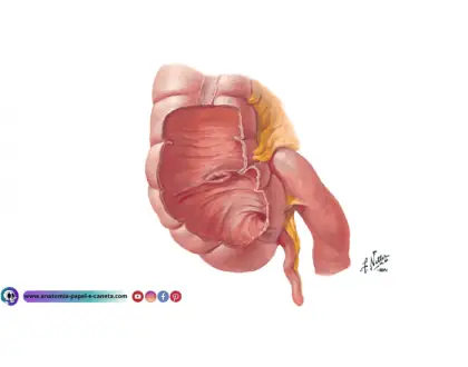 Intestino Grosso - 2