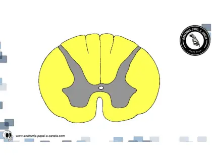 Medula espinal - 2