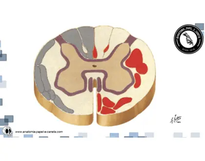 Medula espinal - 3