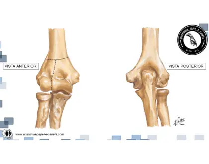 Rádio e ulna - 3